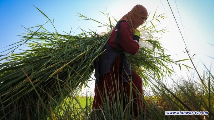 الجفاف في العراق: مساع للمواجهة بتقنيات الري الحديثة